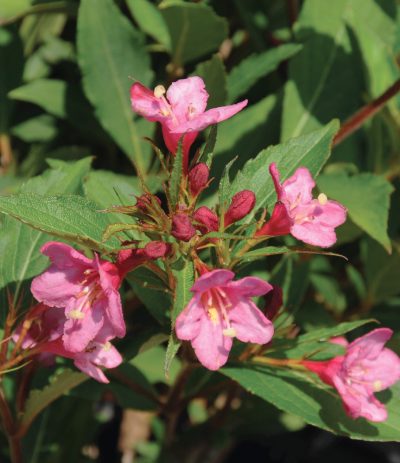 Weigela 'Sonic Bloom Pink' PW