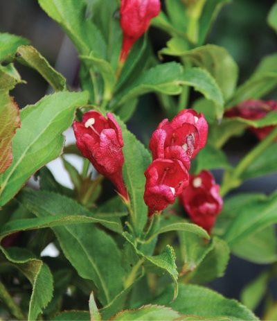 Weigela 'Sonic Bloom Red' PW