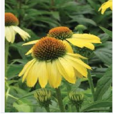 Échinacée 'Big Sky Sunrise'