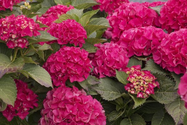 Hydrangea macrophylla 'Cityline Paris'