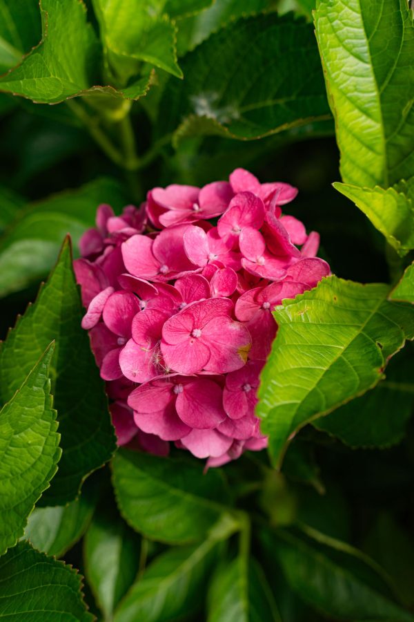 Hydrangea macrophylla 'Cityline Venice' PW