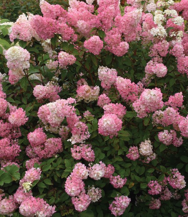Hydrangea paniculata 'Sundae Fraise'