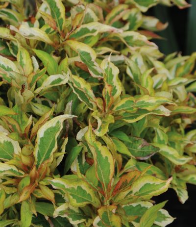 Weigela 'My Monet Sunset' PW