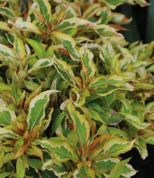 Weigela 'My Monet Sunset' PW