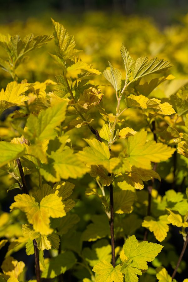 Physocarpus opulifolius 'Angel Gold'