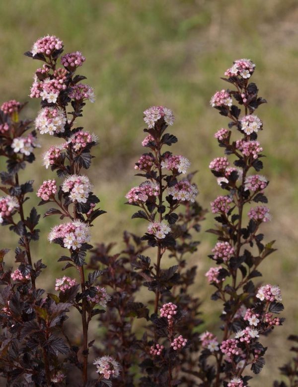 Physocarpus opulifolius 'Tiny Wine' PW