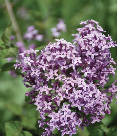 Lilas Bloomerang 'Dark Purple' PW (sur tige)