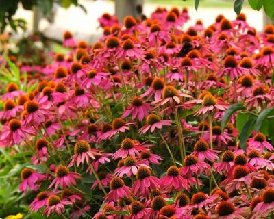 Echinacea Purpurea 'Pow Wow Wild Berry'