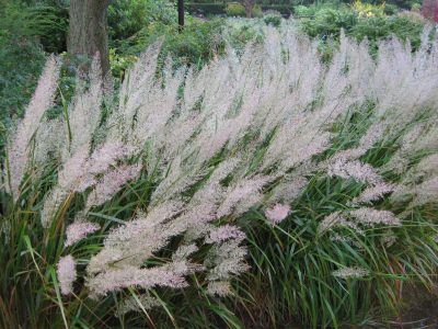 Calamagrostis brachytricha