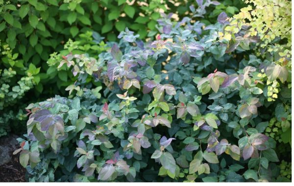 Spirée 'Double Play Blue Kazoo' PW