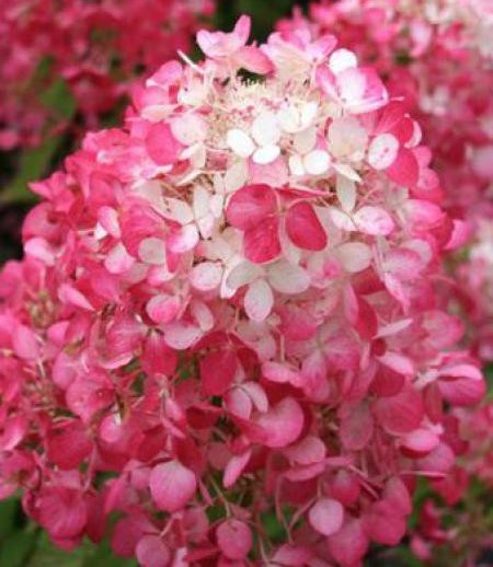 Hydrangea paniculata 'Diamant Rouge' FE