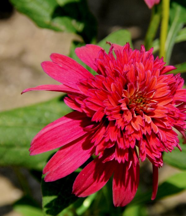Echinacea purpurea 'Double Scoop Cranberry'