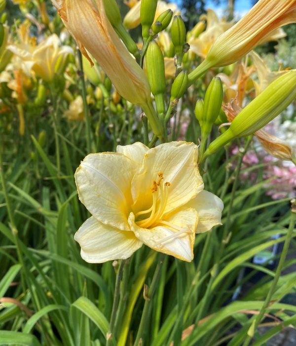 Hemerocallis 'Precious D'Oro'