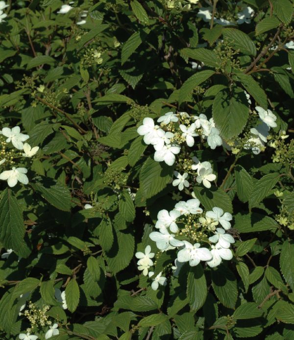 Viburnum plicatum 'Watanabe'