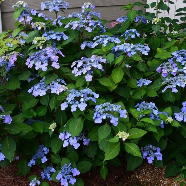 Hydrangea macrophylla 'Twist & Shout'