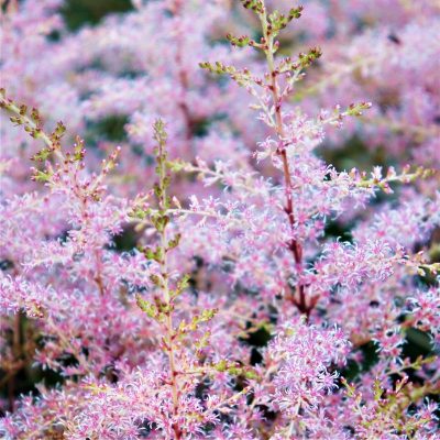 Astilbe Amethist