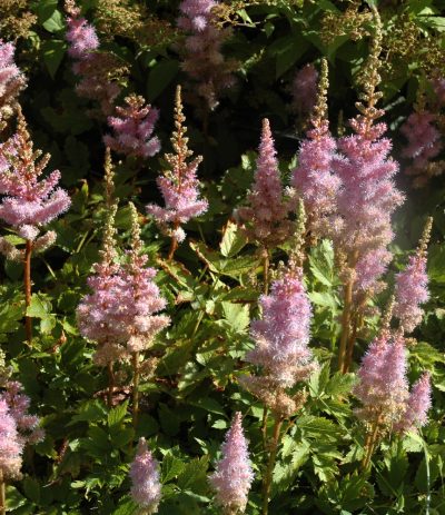 'Pumila' Chinensis False Spiraea