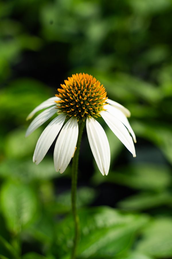 Échinacée 'Pow Wow White'