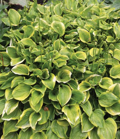 'Golden Tiara' Plantain Lily