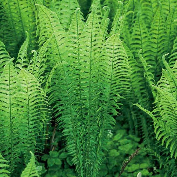 Matteuccia struthiopteris 'The King'