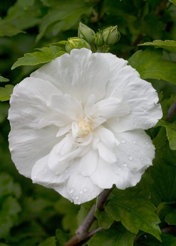 Hibiscus syriacus 'Red Heart'