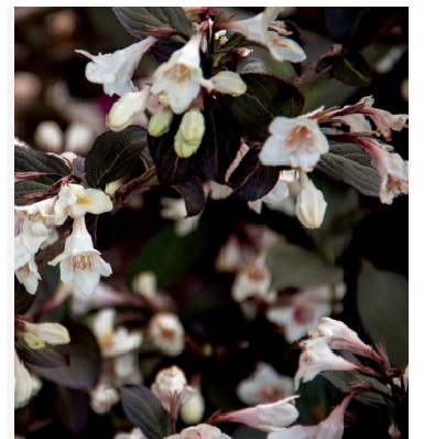 Weigela x 'Tuxedo BE