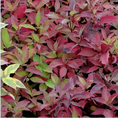 Cornouiller 'Little Rebel'