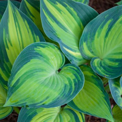 Hosta
