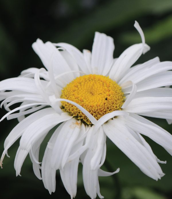 Leucanthemum 'Alaska'