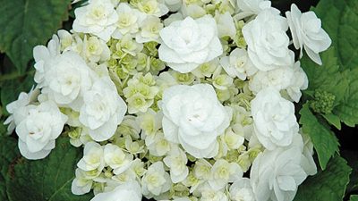 Hydrangea macrophylla 'Wedding Gown'