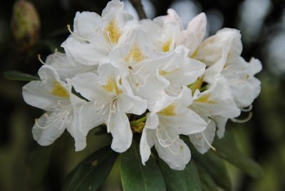 Cunningham White' Rhododendron