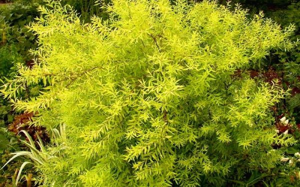 Spiraea thunbergii 'Ogon Mellow Yellow'