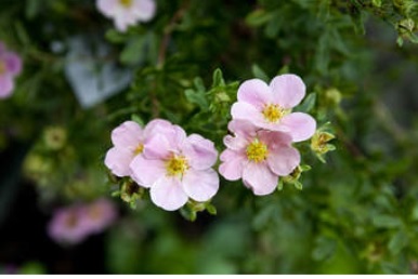 Potentille 'Happy Face Pink Paradise' PW