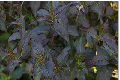 Diervillée 'Kodiak Black' PW