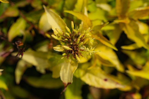 Diervilla rivularis 'Honeybee'