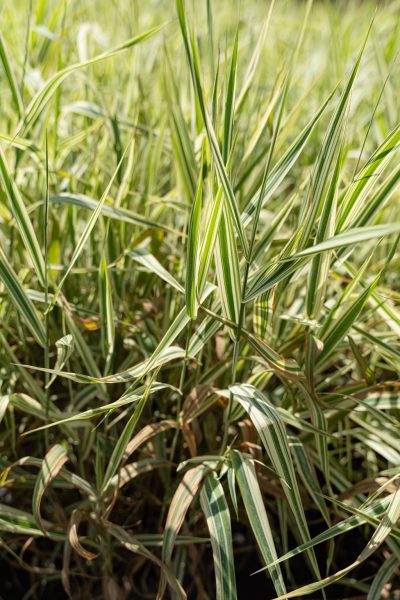 Calamagrostis acutiflora 'Eldorado'