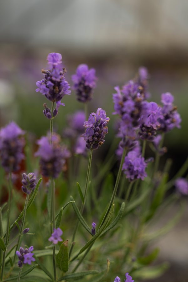 Lavande 'Munstead'