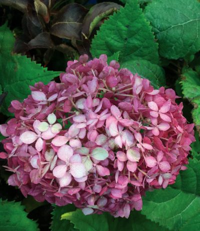 Hydrangea arborescens 'Invincibelle Ruby' PW