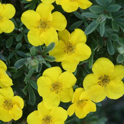 Potentille 'Happy Face Yellow' PW