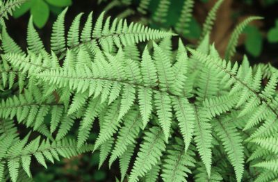 'Ghost' Japanese Painted Fern
