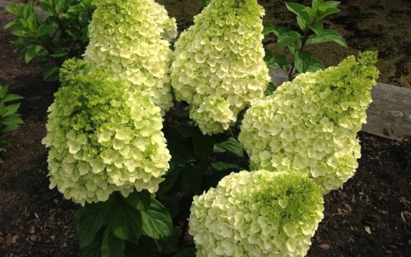 Hydrangea paniculata 'Moonrock'