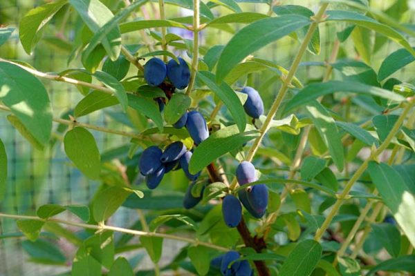 Lonicera caerulea 'Borealis'