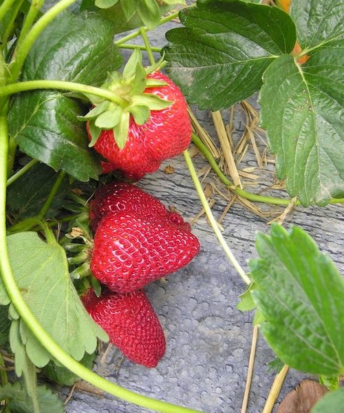 Fragaria 'Albion'