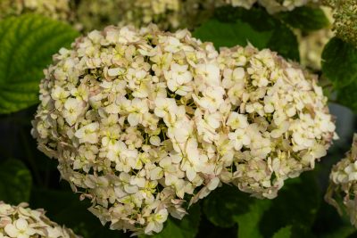 Hydrangea arborescens 'Wee white' PW