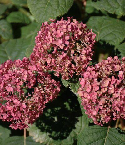 Hydrangée 'Mini Mauvette' PW