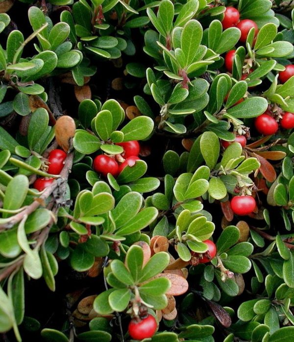 Arctostaphylos uva-ursi 'Massachusetts'