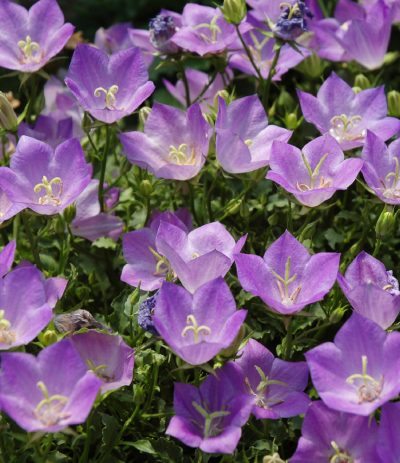 Campanule des Carpates 'Blue Clips'