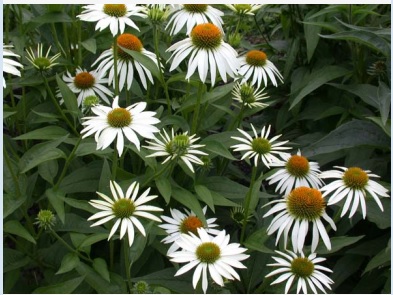 Echinacea purpurea 'White Swan'
