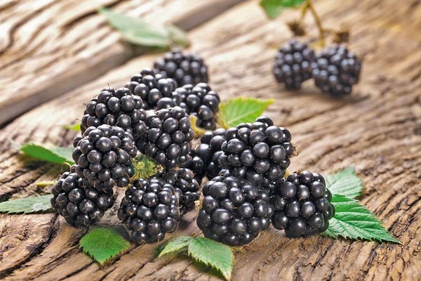 Rubus fruticosus 'Chester'