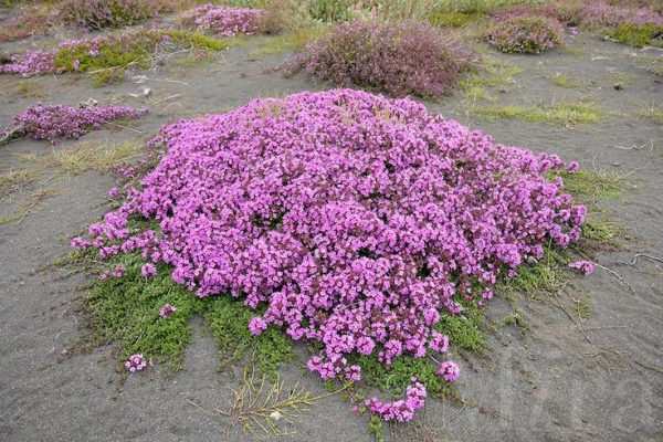 Thym serpolet 'Roseus'